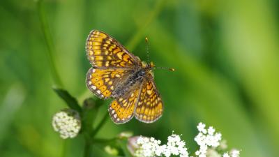 Marsh fritillary butterfly on a flower